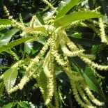 Bloesem van Kastanje