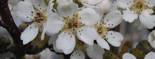5 fruitbomen met de mooiste witte bloesem