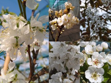 Collage van fruitbomen met witte bloesem