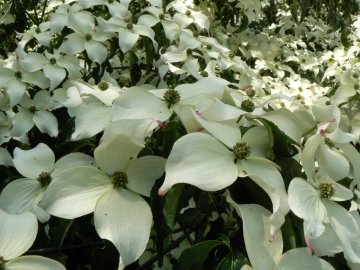 Witte bloemen van de chineese kornoelje