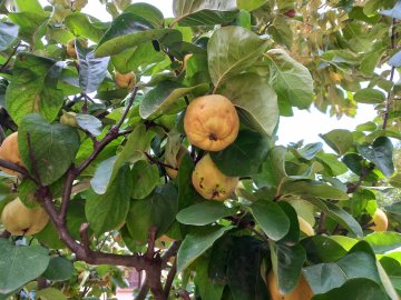 Kweepeer vruchten in een boom