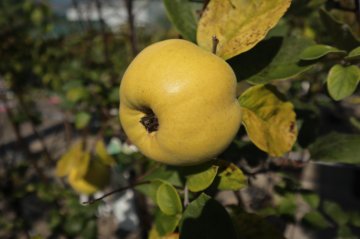 Appelvormige kweepeer in een boom