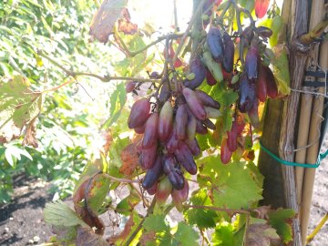 Vingervormige druiven van de Souvenir