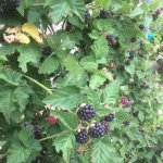 Boysenbes (Boysenberry)