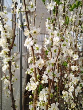 Witte bloemen in een pruimenboom