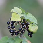 Compacte zwarte bes Lowberry® 'Little Black Sugar'® 