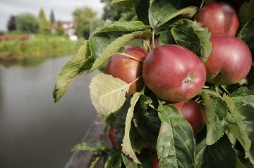 Rode appels in appelboom met water op de achtergrond