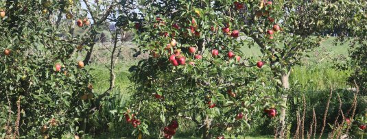 Een fruitboom op de erfgrens planten? Denk wel aan deze 8 dingen!