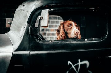 Wachtende hond in auto