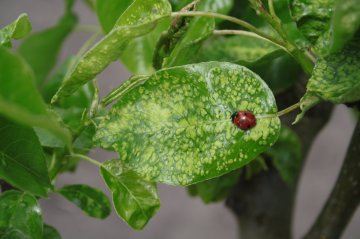 Lieveheersbeestje op een blad met perengalmijt