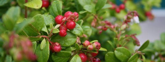 Groenblijvende fruitstruiken die jouw fruittuin kleur geven in de winter