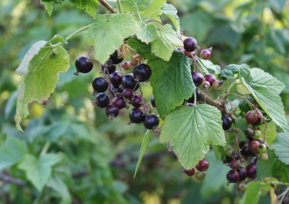 10 smakelijke recepten met zwarte bessen uit je eigen tuin