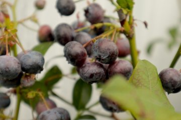 Blauwe bessen in struik