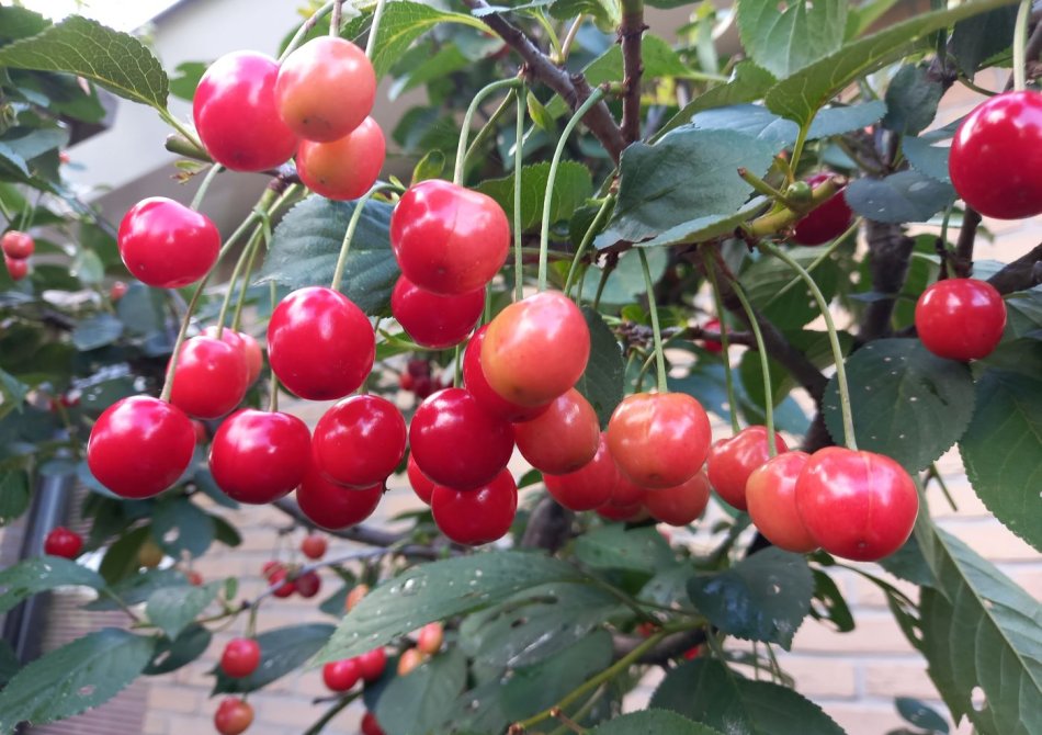 De beste kersenbomen voor een kleine tuin