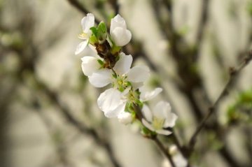 Witte bloemen van de Nanking kers