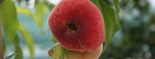 5 fruitbomen die het liefst in de volle zon staan