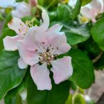 De 5 belangrijkste tuinklussen voor je fruittuin in mei