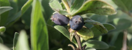 Deze fruitsoorten zijn in jouw tuin rijp in juni