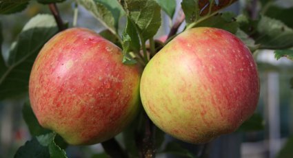 Hypoallergene Appelboom 'Santana' ® - vanaf € 16,99 - Consumptieappelbomen