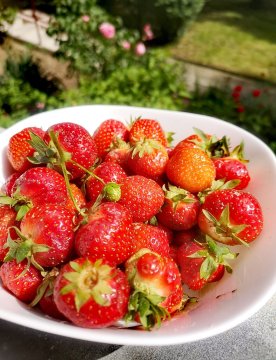 Aardbeien op schaaltje