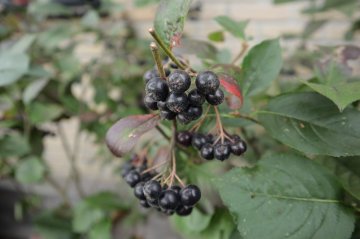 Rijpe appelbessen in struik