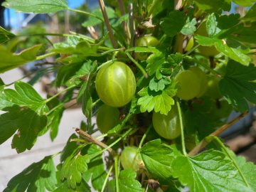 Groene kruisbes Tatjana