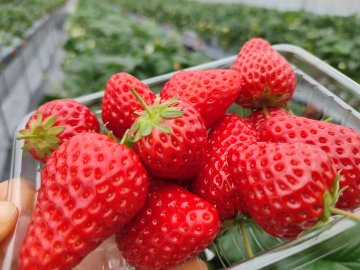 Aardbeien in bakje