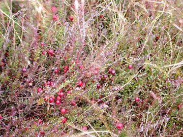 Cranberries groeien aan een lage, bodembedekkende struik.