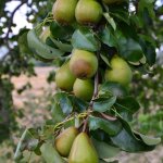 Zuilvormige perenboom 'Saphira'