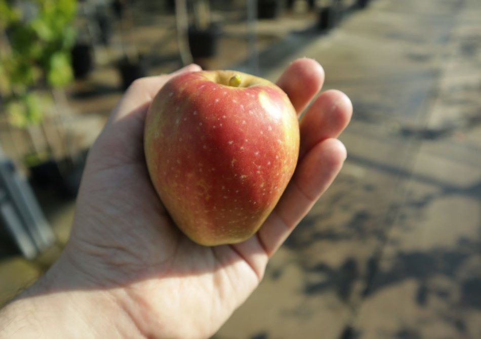 Welke appelboom heb ik in de tuin? Zelf een appel determineren