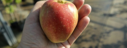 Welke appelboom heb ik in de tuin? Zelf een appel determineren