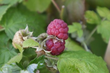 Frambozen kunnen gaan woekeren en zich verspreiden door de tuin.