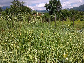 Knoflook planten