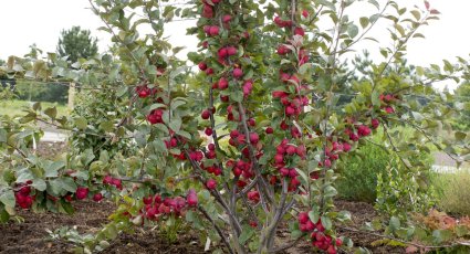 Appelboom 'Appletini' ® - vanaf € 15,99 - Consumptieappelbomen