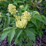 Bloesem van Rode vlierbes 'Plumosa Aurea'