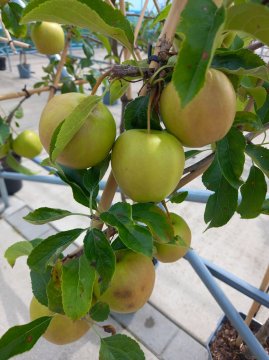 Gele appels in appelboom