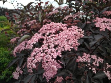 Witte bloesem van vlierbes Black Beauty