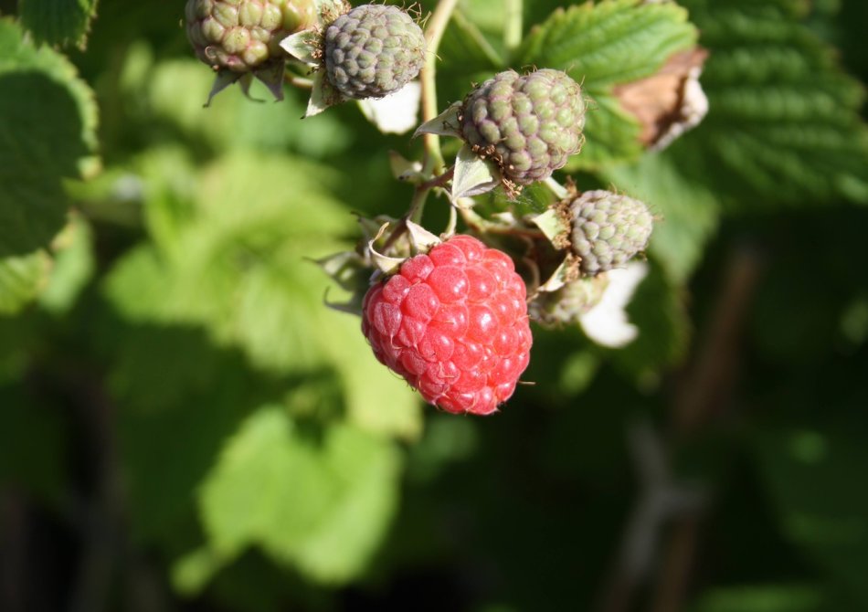 Tuinklussen in de fruittuin in augustus