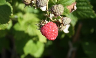 Tuinklussen in de fruittuin in augustus