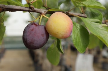 Opal pruimen in pruimenboom