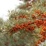 10 leukste recepten met duindoorn bessen uit je eigen tuin