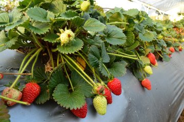 Een bed aardbeien met vruchten