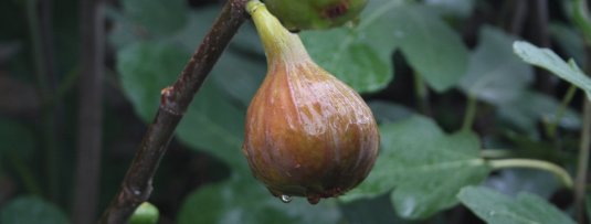 Een winterharde mediterrane fruittuin aanleggen in Nederland