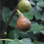 Een winterharde mediterrane fruittuin aanleggen in Nederland