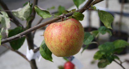 Appelboom 'Rubinstar' - vanaf € 19,99 - Consumptieappelbomen