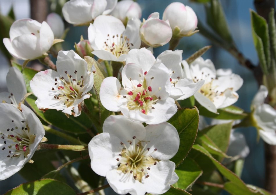 Bloesem van een perenboom