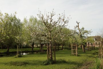 Hoogstam appelbomen in een boomgaard met bloesem