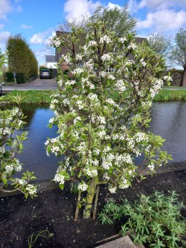 Dwergperenboom met witte bloesem