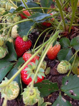 Aardbeienplanten met rode aardbeien