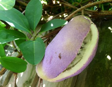 Schijnaugurk aan plant bij schutting